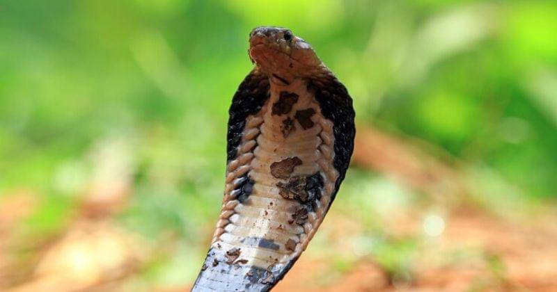 Freepik/kuritafsheen77